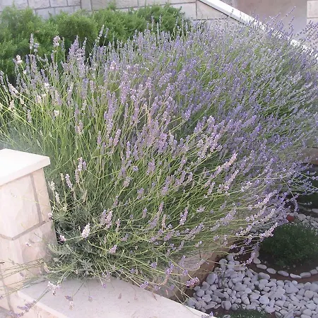 Dari, Sea View, Parking, Near